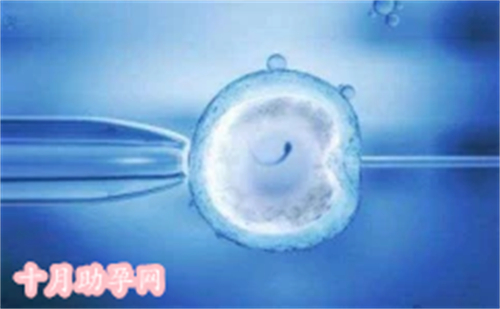 国内试管能选择性别吗_试管医生能看出胚胎性别吗